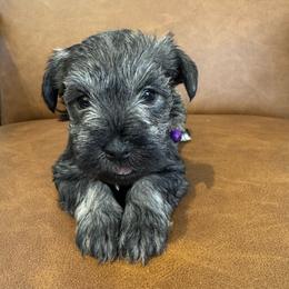 Violet - Salt and pepper female Miniature Schnauzer puppy in Lake Elsinore, California from Ironwood Schnauzers