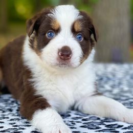 Lasso - Australian Shepherd puppy in Coldwater, Michigan from Northern Star Australian Shepherds