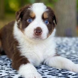 Lasso - Australian Shepherd puppy in Coldwater, Michigan from Northern Star Australian Shepherds