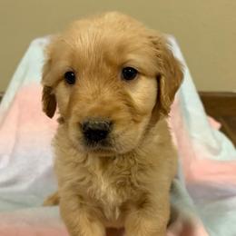 Yellow plaid collar boy - Golden male Golden Retriever puppy in Monticello, Iowa from Ashley’s Puppies