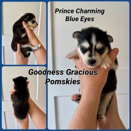 Prince Charming - Black and white male Pomsky puppy in Lyons, Nebraska from Goodness Gracious Pomskies