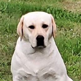 Ellie - Labrador Retriever