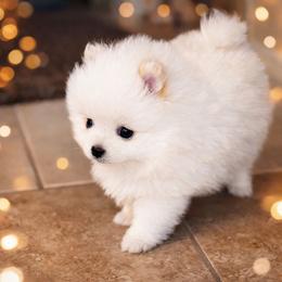 Sugar - Cream parti female Pomeranian puppy in Odessa, Texas from Cherry's Poms