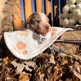 Jasper - Red merle male Aussiedoodle puppy in Kensington, Ohio from Hickory Hideaway Doodles