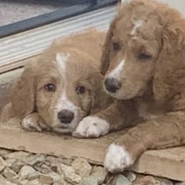 Goldendoodle Puppies from Jude’s Doods