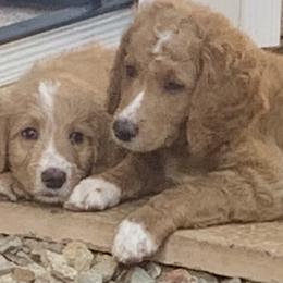 Goldendoodle Puppies from Jude’s Doods