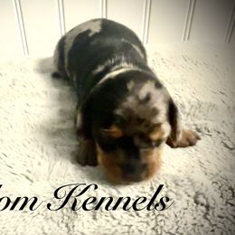 Dachshund Puppies from Queen Bee Doxies