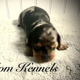 Dachshund Puppies from Queen Bee Doxies