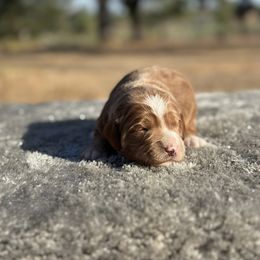 Boy 1 - Red  male Goldendoodle puppy in Cuero, Texas from Firestorm Kennel