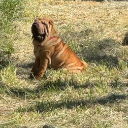 Boy 2 red collar - Fawn male Chinese Shar-Pei puppy in Fairfield, Texas from Majesty SharPei