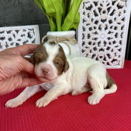 Vanilla Bean - Parti female Pyredoodle puppy in Bowling Green, Ohio from FDF Pyredoodles & Bernedoodles