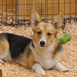 Pickles - Pembroke Welsh Corgi