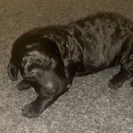 Bourbon - Black male Sheepadoodle puppy in Columbia, Tennessee from Primrose Cottage Puppies