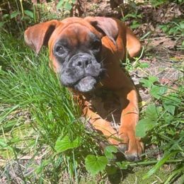 Boxer Puppies from Arktis Boxers