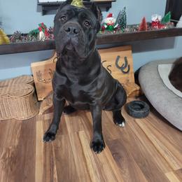 Phoenix - Cane Corso