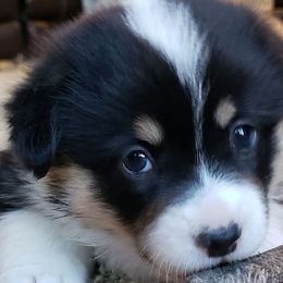 Pembroke Welsh Corgi Puppies from The Clever Corgi
