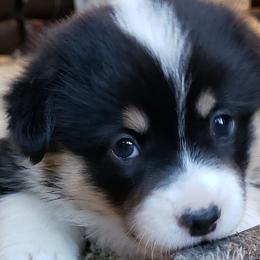 Pembroke Welsh Corgi Puppies from The Clever Corgi
