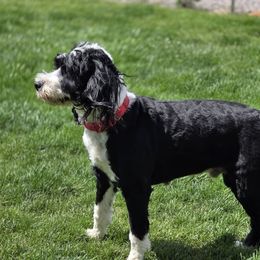 Dallas - Portuguese Water Dog