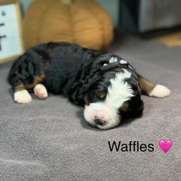 Waffles - Tri-color female Bernedoodle puppy in El Campo, Texas from Little Fur Friends Bernedoodles