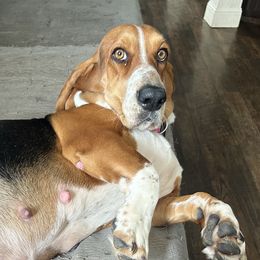 Gabi - Basset Hound