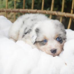 Thor - Blue merle male Australian Shepherd puppy in Victoria, Texas from Silvermist Australian Shepherds