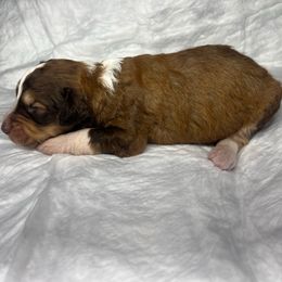 Boy 1 - Red male Aussiedoodle puppy in Alabama from SBA Aussies