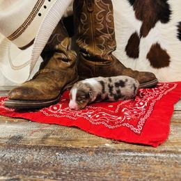'Pete' - Red merle male Australian Shepherd puppy in Durand, Wisconsin from Larson’s Legacy Aussome Aussie Kennels