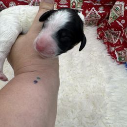 Girl 4 - Poodle puppy from Poodles of Valor