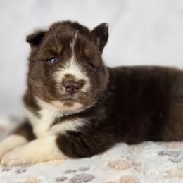 Riley - Red and white male Siberian Husky puppy in Buckeye, Arizona from Anime Huskies