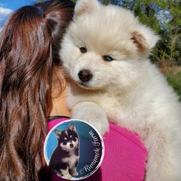 Pomsky Puppies from Runamok Farm