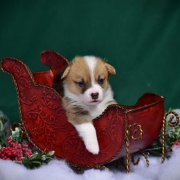 Boy 3 - Pembroke Welsh Corgi puppy in Gig Harbor, Washington from Pacific Northwest Pembroke Welsh Corgis