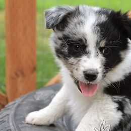 Australian Shepherds from Kay & I Family Aussies