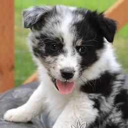 Australian Shepherds from Kay & I Family Aussies