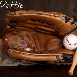 Australian Labradoodle Puppies from Swinging Gate Labradoodles