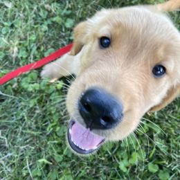Golden Retriever Puppies from HighRoller Golden Retrievers