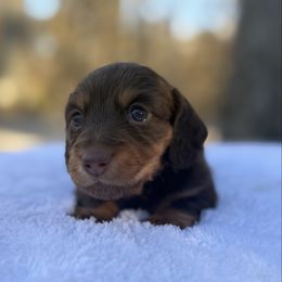 Eliana - Chocolate and tan female Dachshund puppy in Newport, Tennessee from Justice Doxies