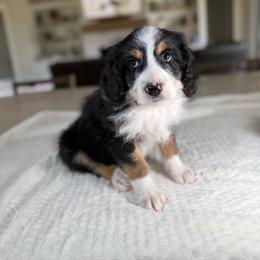 Mint - Tri-color male Bernedoodle puppy in Indiahoma, Oklahoma from Farm Fresh Doodles
