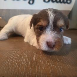 Kountree - Chocolate, tan and white female Yorkshire Terrier puppy in Clermont, Florida from Bella's Prissy Butts