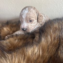 Holly - Cream female Poodle puppy in Lance Creek, Wyoming from CK Poodles LLC