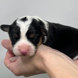 Midnight (fluffy) - Black and tan female Pembroke Welsh Corgi puppy in Waco, Texas from The Comma Corgis