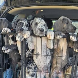 Great Danes from Blue Angel Great Danes