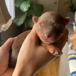 Marlon - Chocolate and tan male Yorkshire Terrier puppy in Stockton, California from Lala & Co.
