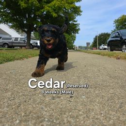 Cedar - Black male Labradoodle puppy in Genoa City, Wisconsin from Sakura Pups