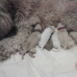 Poodle Puppies from Country Pups Poodles