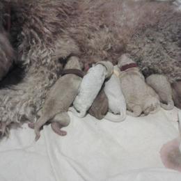 Poodle Puppies from Country Pups Poodles