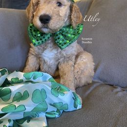 Goldendoodle Puppies from Scranton Goldendoodles