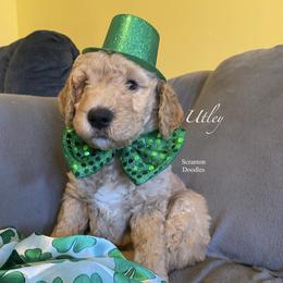 Goldendoodle Puppies from Scranton Goldendoodles