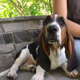 Jacks - Black brown and white male Basset Hound puppy in Newton Grove, North Carolina from MGA Basset Hound