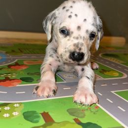 Snowball - White and black female Dalmatian puppy in Bremen, Georgia from Clark’s Dalmatians