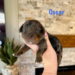 Oscar - Merle male Bernedoodle puppy in Midland, Michigan from Northern Charm Farm